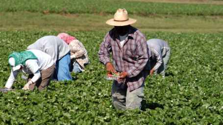 Personas recolectando fresas en el campo