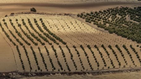 Imagen de un campo de olivos