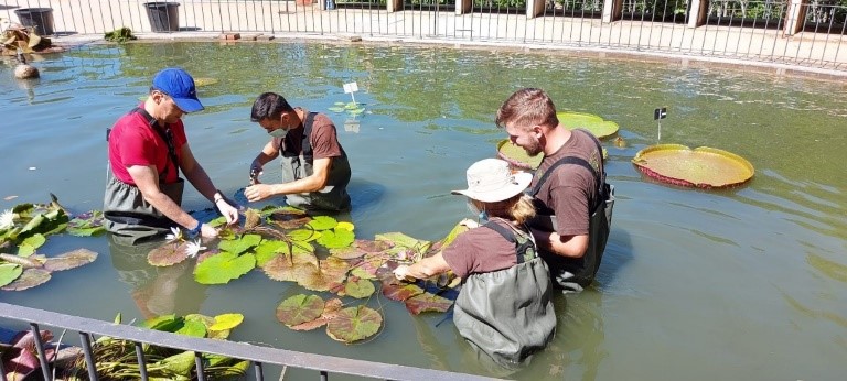 Grupo de estudiantes aprendiendo a cultivar nenúfares en el estanque del Real Jardín Botánico de Madrid